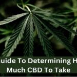 A Practical Guide to CBD Consumption
