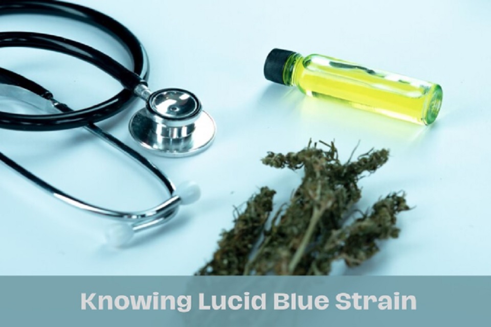 lucid blue strain