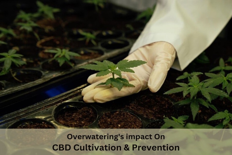 CBD Cultivation