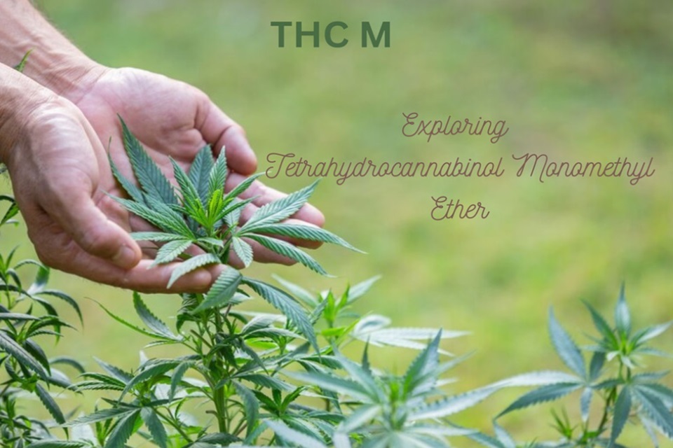THC M