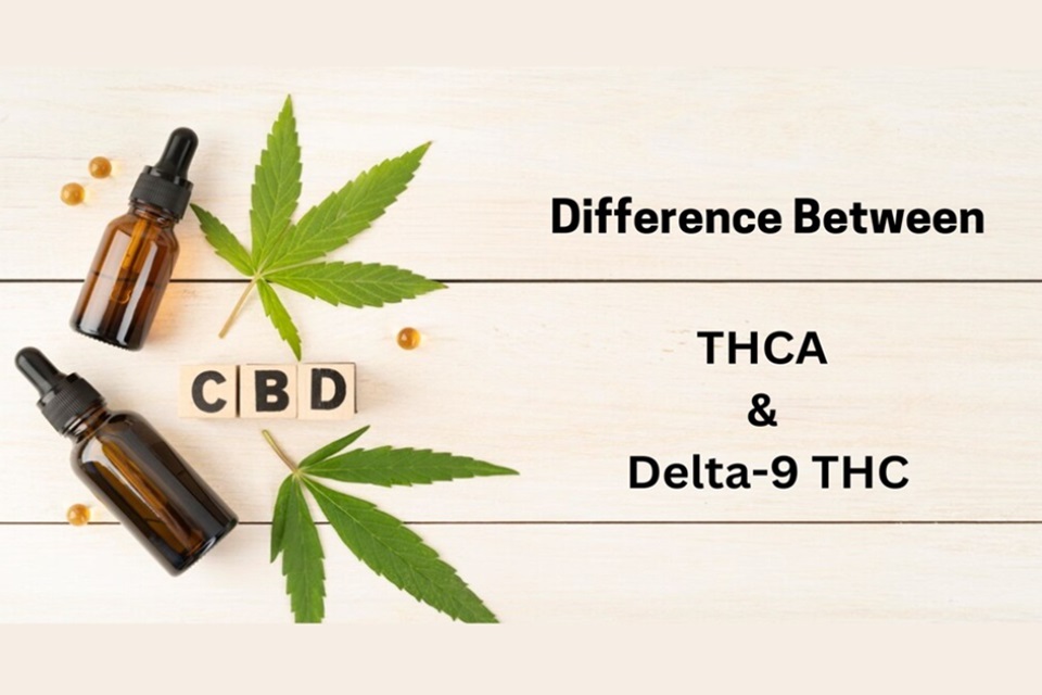 THCA Vs Delta 9 THC